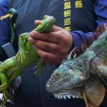 Taiwan_Iguana_Eradication_02990.jpg