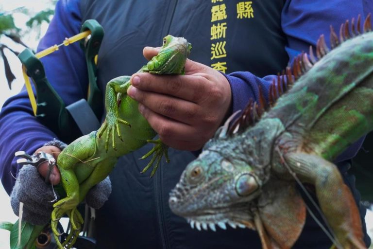 Taiwan_Iguana_Eradication_02990.jpg