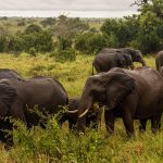 kruger-national-park-elephants-1.jpg