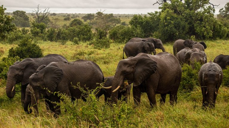 kruger-national-park-elephants-1.jpg