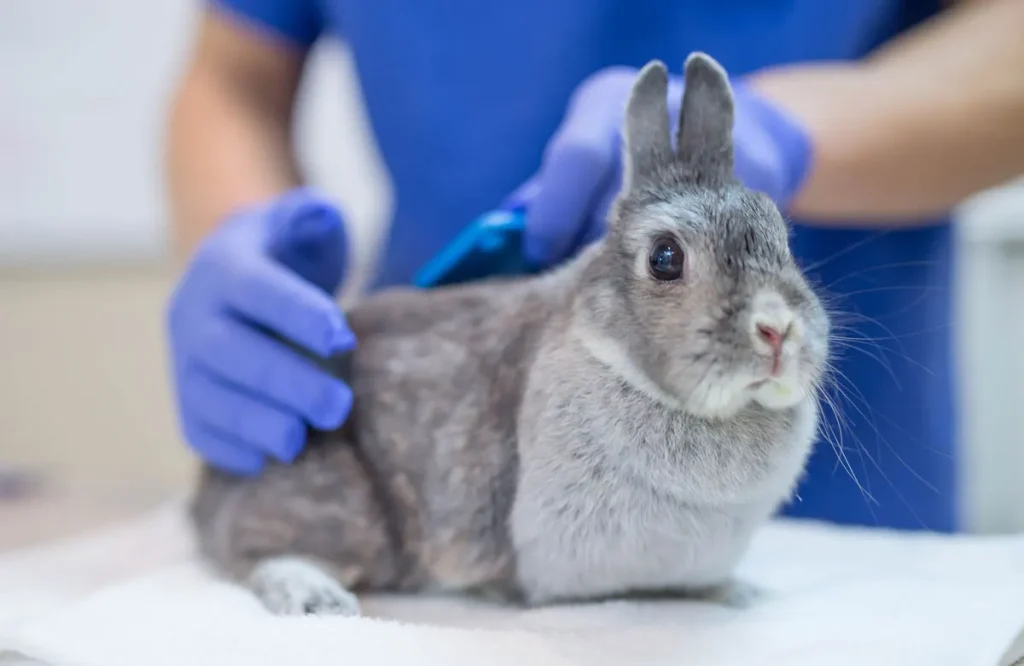 rabbit-at-vet.jpg