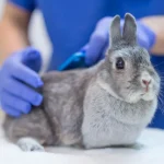 rabbit-at-vet.jpg