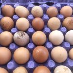 202502191626MCT_____PHOTO____US-NEWS-CALIF-BIRD-FLU-MEXICO-EGGS-DMT_ee1330.jpg