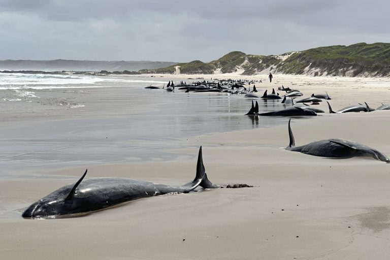 5003f8a0-australia-stranded-whales-1-scaled.jpg