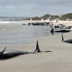 Australia_Stranded_Whales_87165.jpg