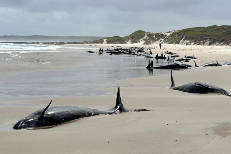 Australia_Stranded_Whales_87165.jpg