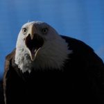 Bald_Eagles_The_Comeback_36196.jpg