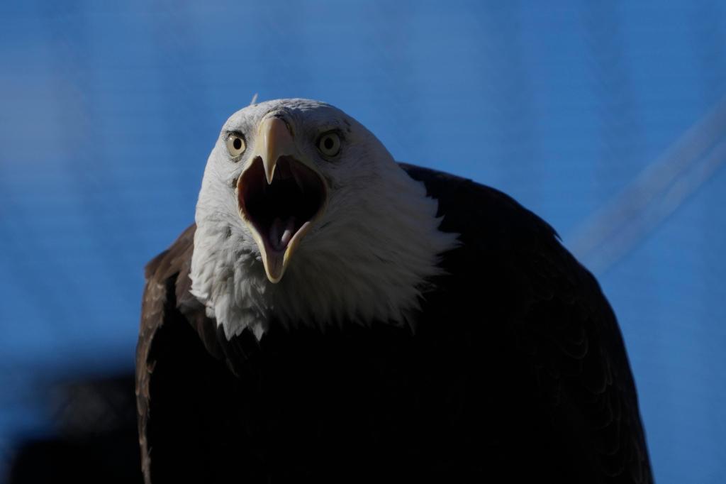 Bald_Eagles_The_Comeback_36196.jpg