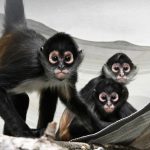 CTC-L-SPIDER-MONKEYS-01.jpg