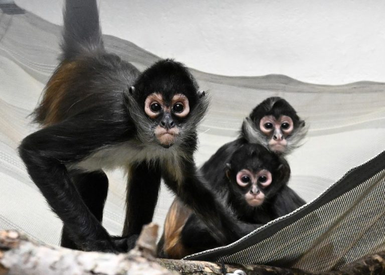 CTC-L-SPIDER-MONKEYS-01.jpg