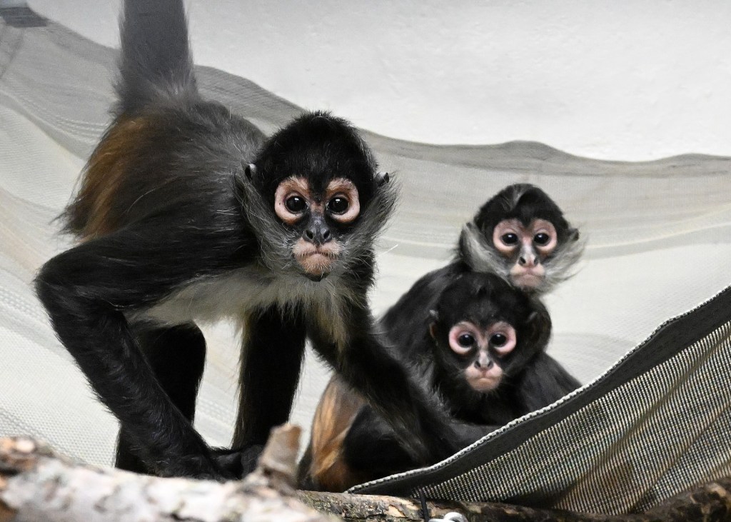 CTC-L-SPIDER-MONKEYS-01.jpg