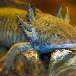 Mexico_Axolotl_69792.jpg