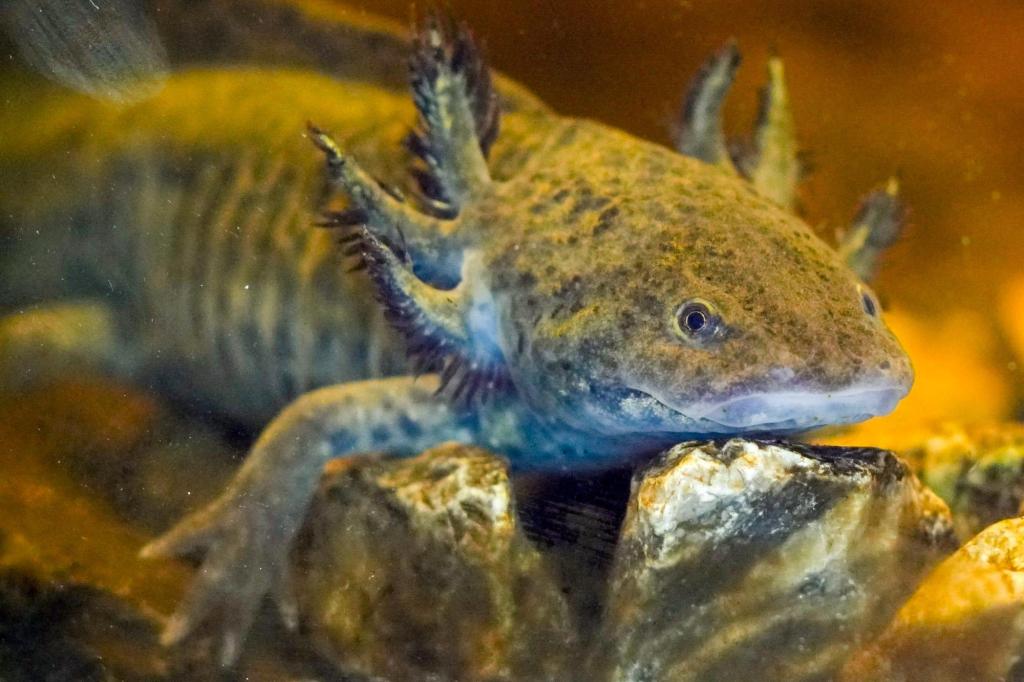 Mexico_Axolotl_69792.jpg