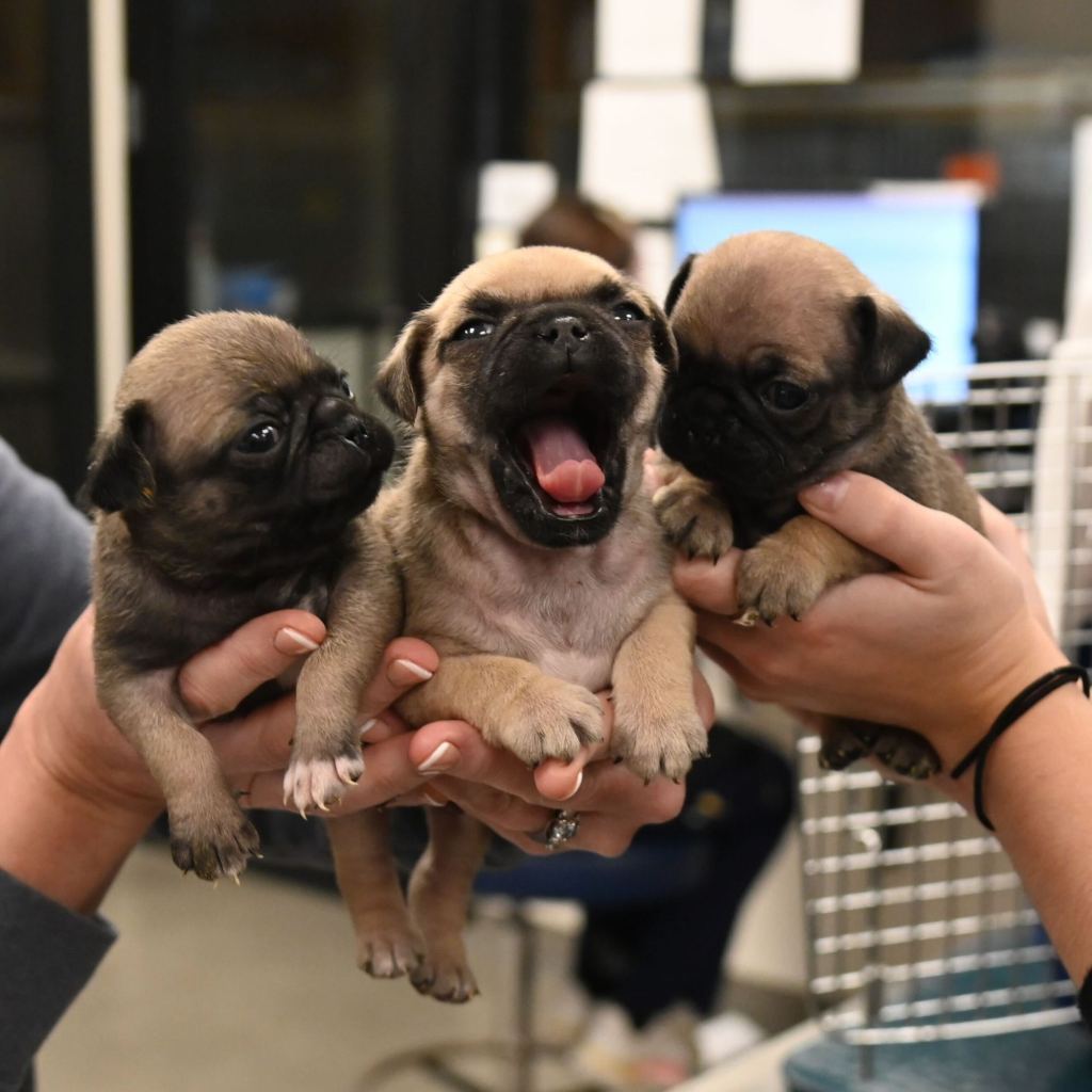 SUT-L-PUG-PUPPIES-03.jpg