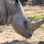 White_Rhino_Death_53989.jpg