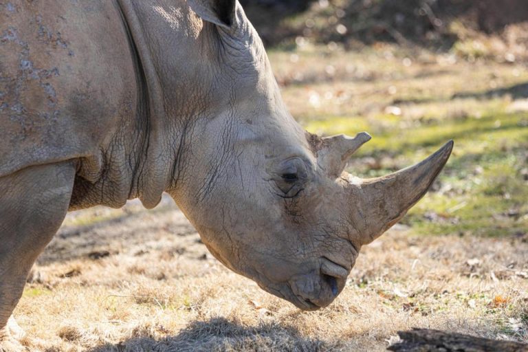 White_Rhino_Death_53989.jpg