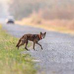 Wildlife_Crossings_29692.jpg