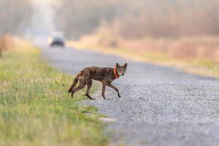 Wildlife_Crossings_29692.jpg