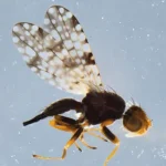 campiglossa_peregrina_fruit_fly.jpg.webp.webp