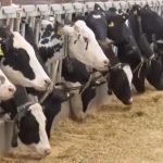 cbsn-fusion-deadly-strain-of-bird-flu-linked-to-mans-2024-death-appears-in-nevada-dairy-cows-thumbnail.jpg