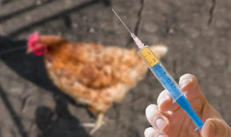 chicken-vaccine.jpg