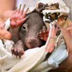 Australia_Wombat_40368.jpg