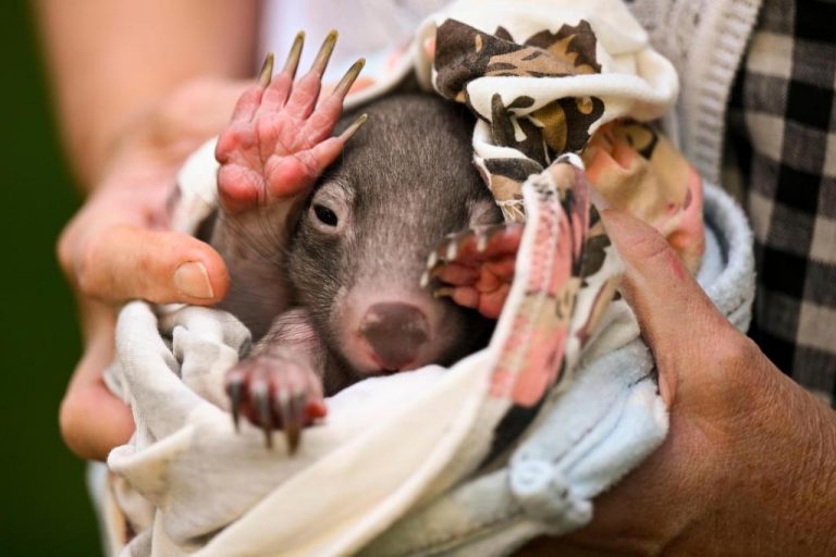 Australia_Wombat_40368.jpg