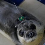 Greece_Monk_Seal_Rehab_21659.jpg