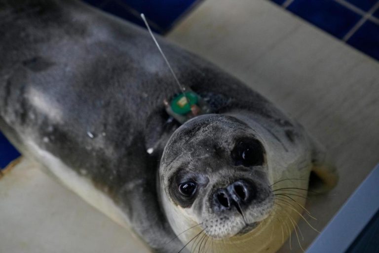 Greece_Monk_Seal_Rehab_21659.jpg