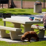 SUT-L-PARK-DOGS-002.jpg