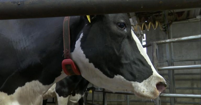 cbsn-fusion-bird-flu-ripping-through-california-dairy-farms-thumbnail.jpg